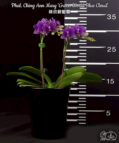 美琪園藝Miki Orchid - 品種詳細頁